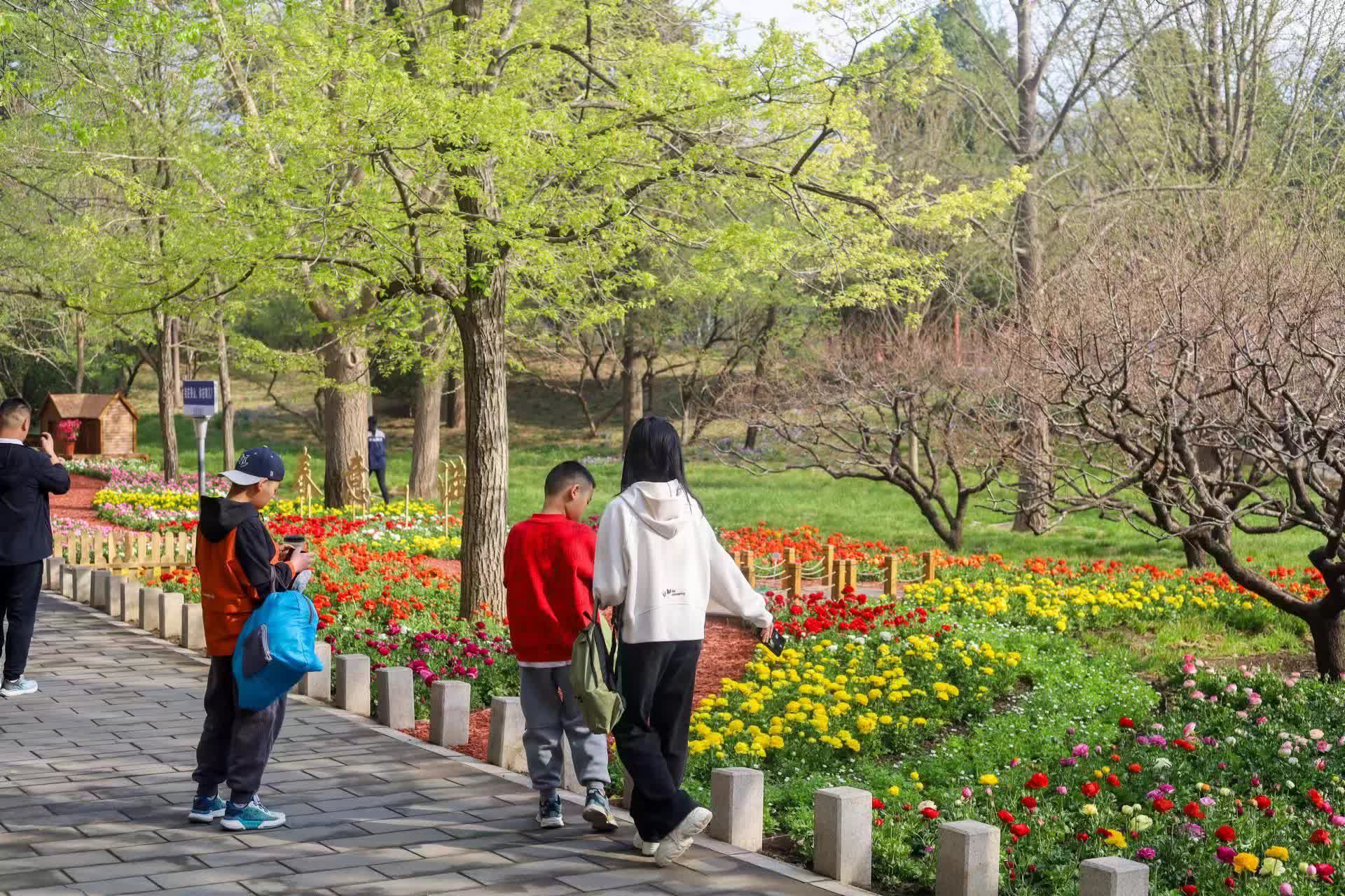 香山公园春天图片