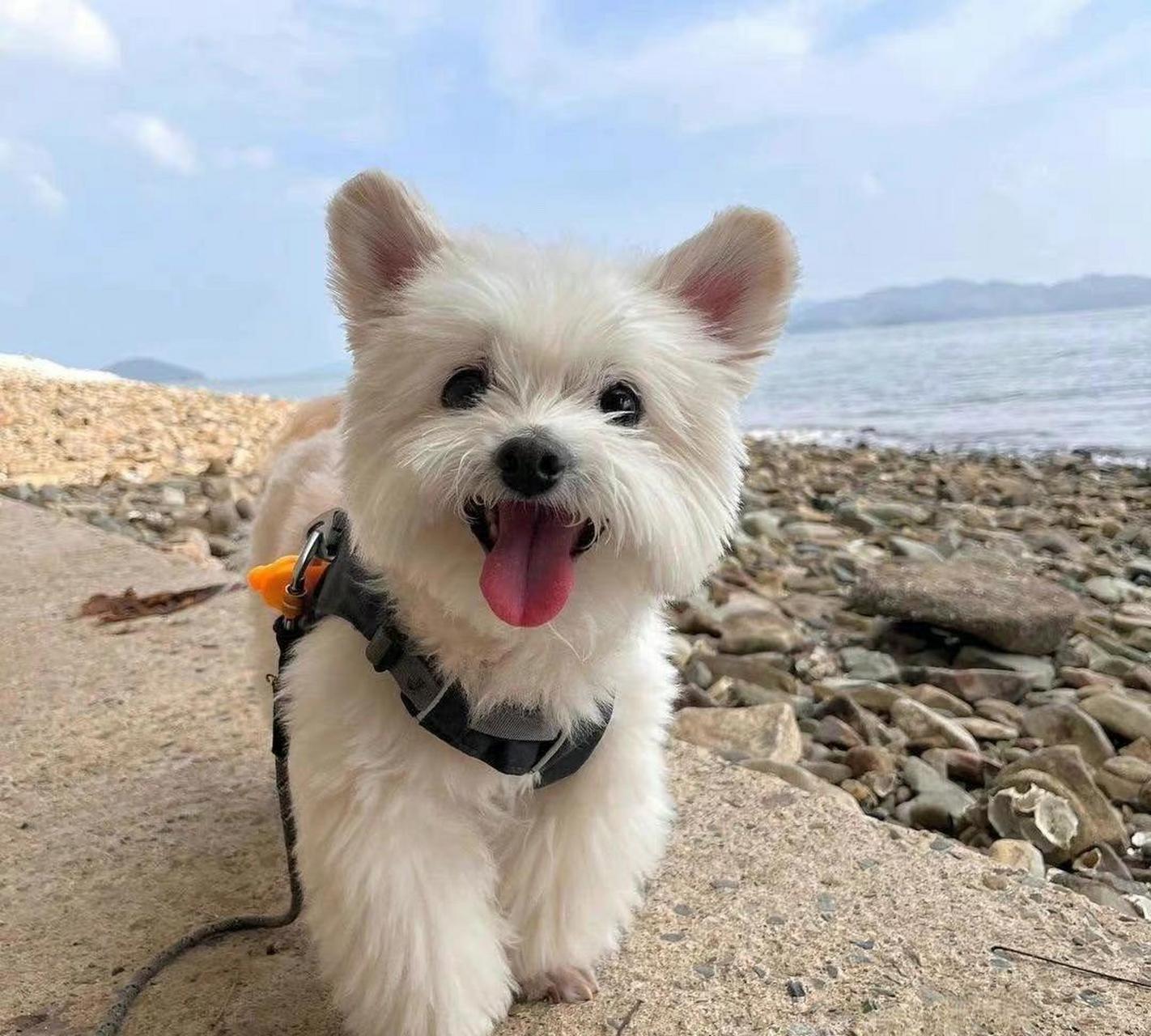 没有人能拒绝可爱小狗系列.