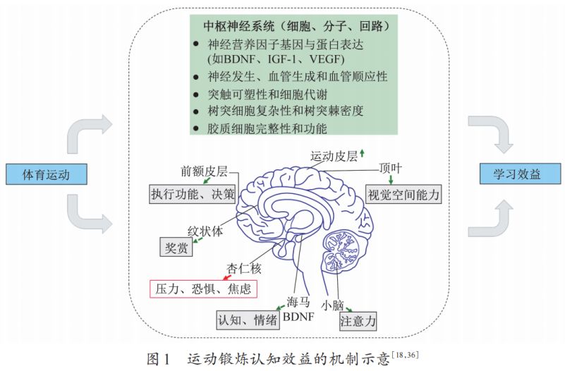 脑场健身法图片