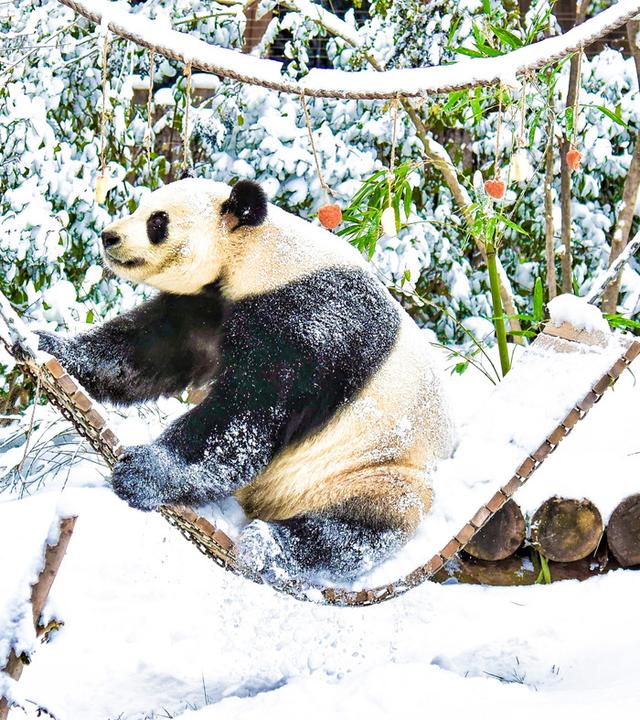 当冰雪遇见动物