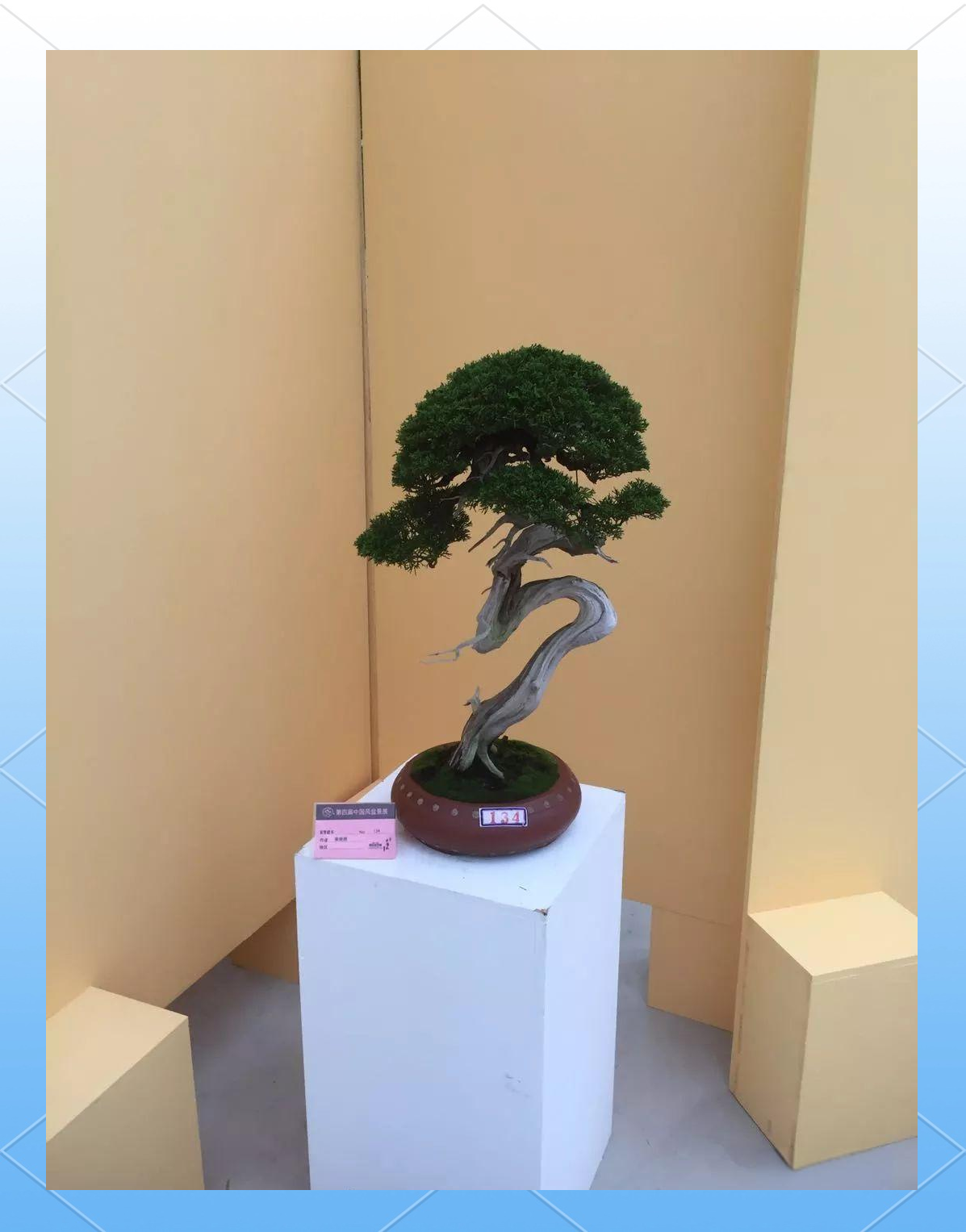 真柏小苗种植方法及刺化处理
