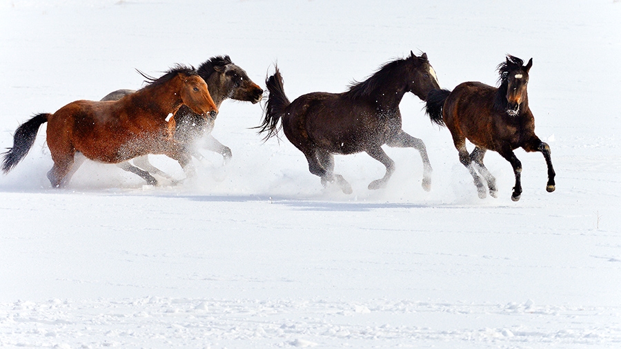 草原上的追风精灵-伊犁马