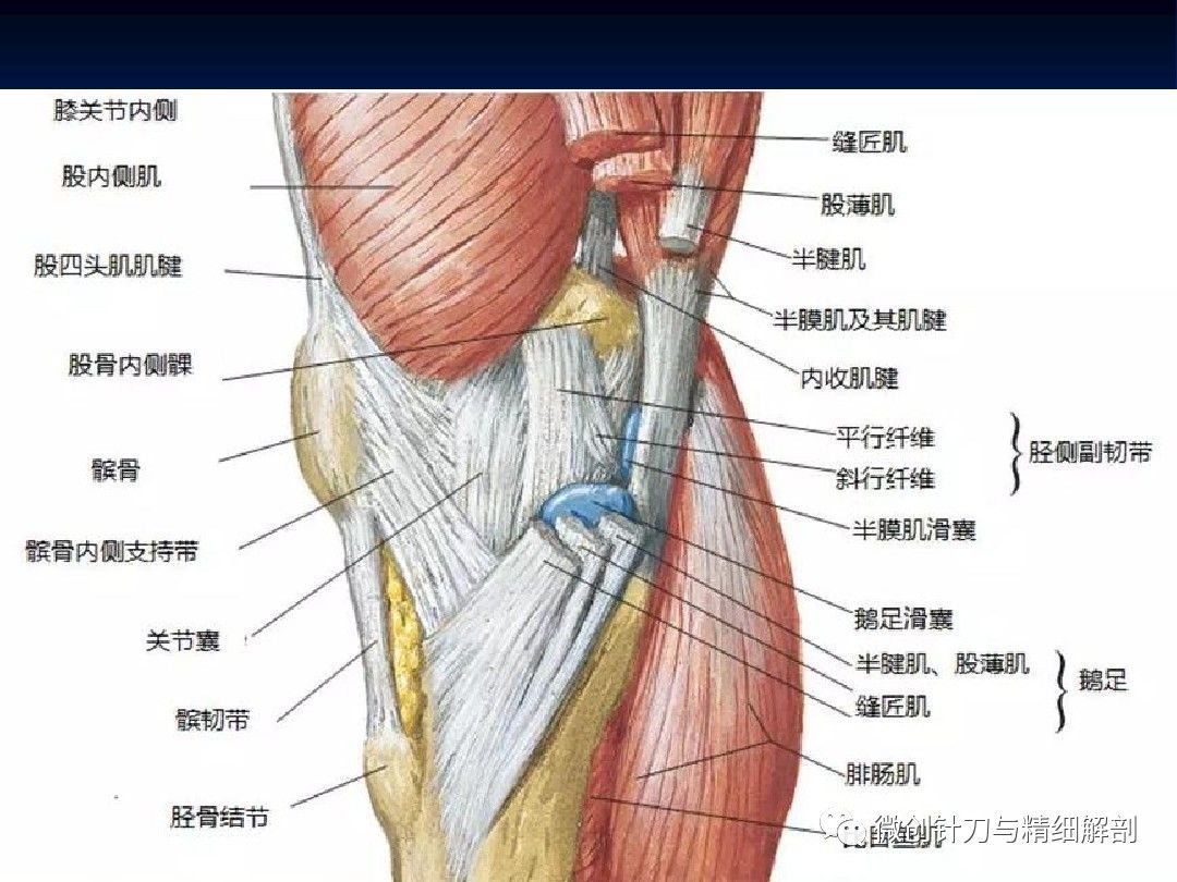 膝关节解剖详细图解