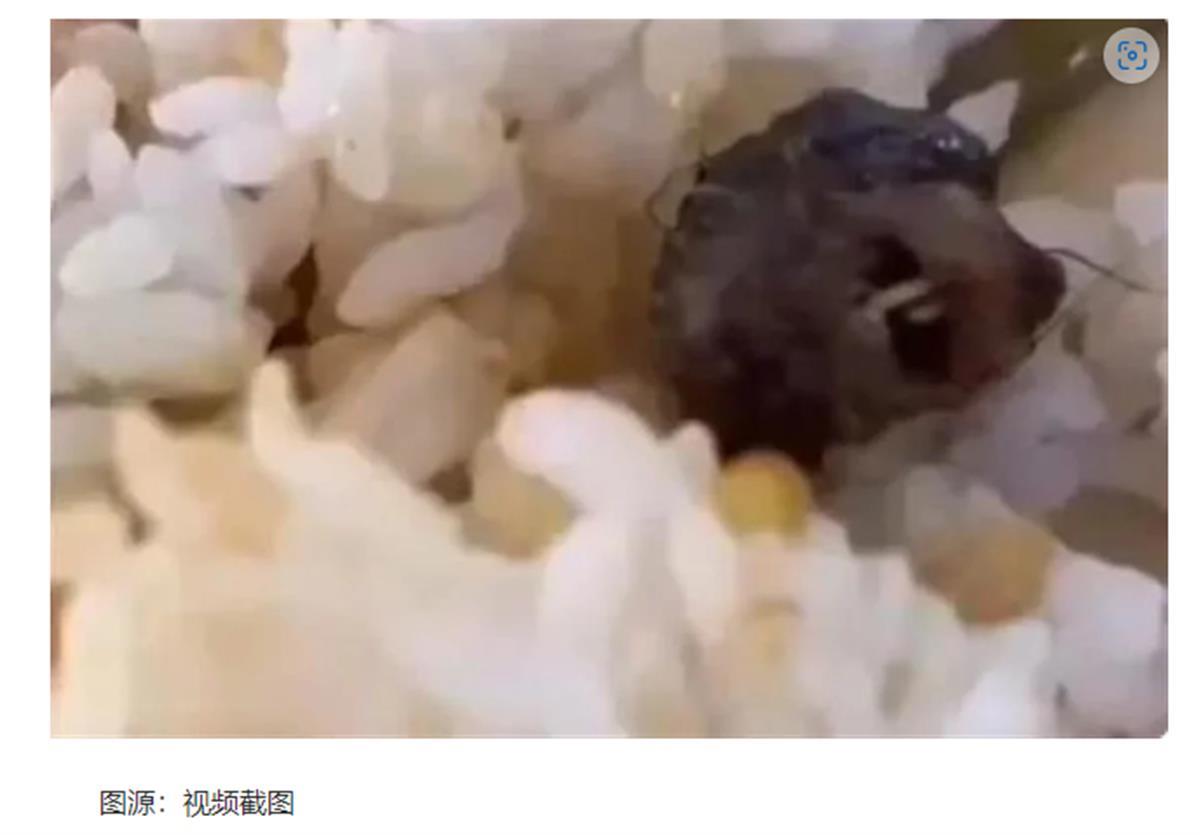 老鼠截图.png