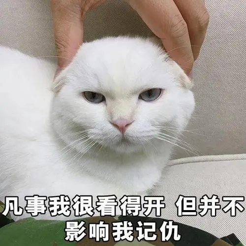 不管你信不信,猫咪是真的会记仇