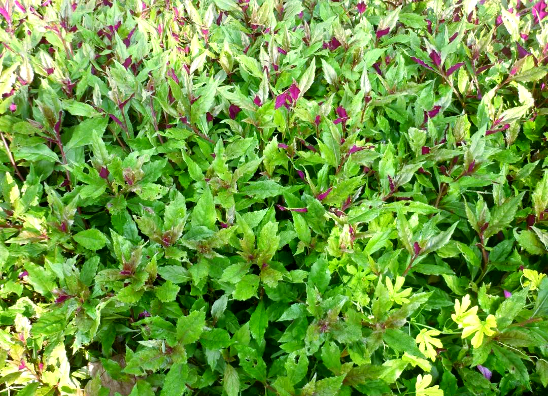 这一被誉为"观音菜","紫背菜"或"红背菜"的草本植物,属于菊科菊三七属