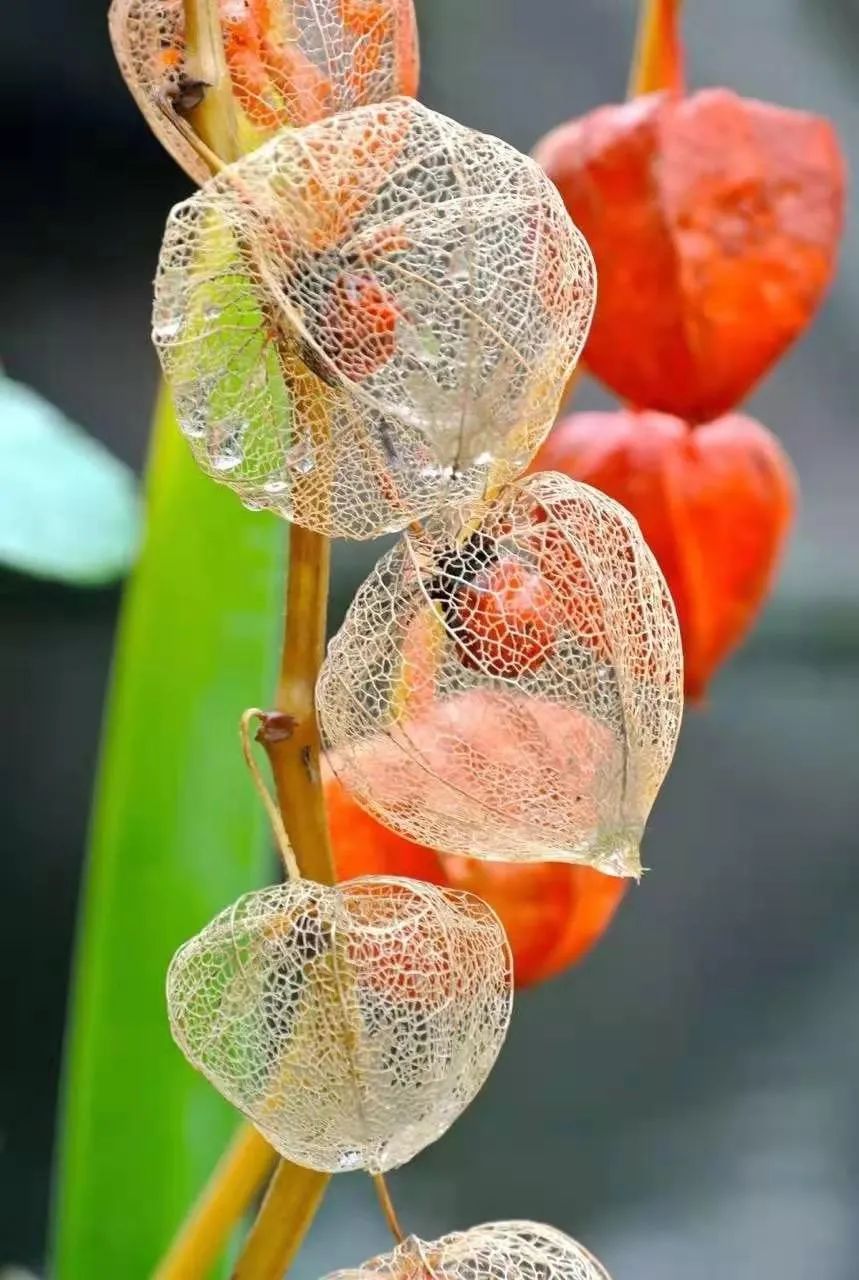 红菇茑之离开国小