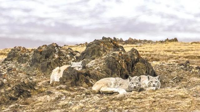 「夜读」地之灵:回归大野