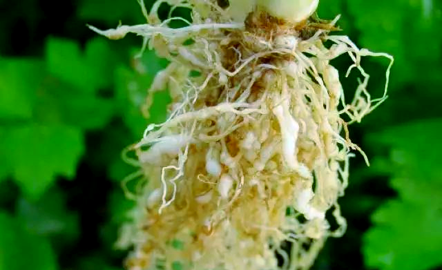 微生物菌剂在现代农业中的变革