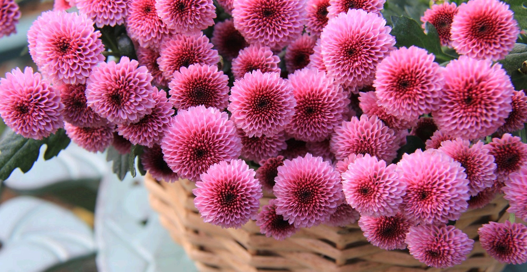 立秋过后,适合养"纽扣菊",打理简单,花朵又萌又美,花期也长