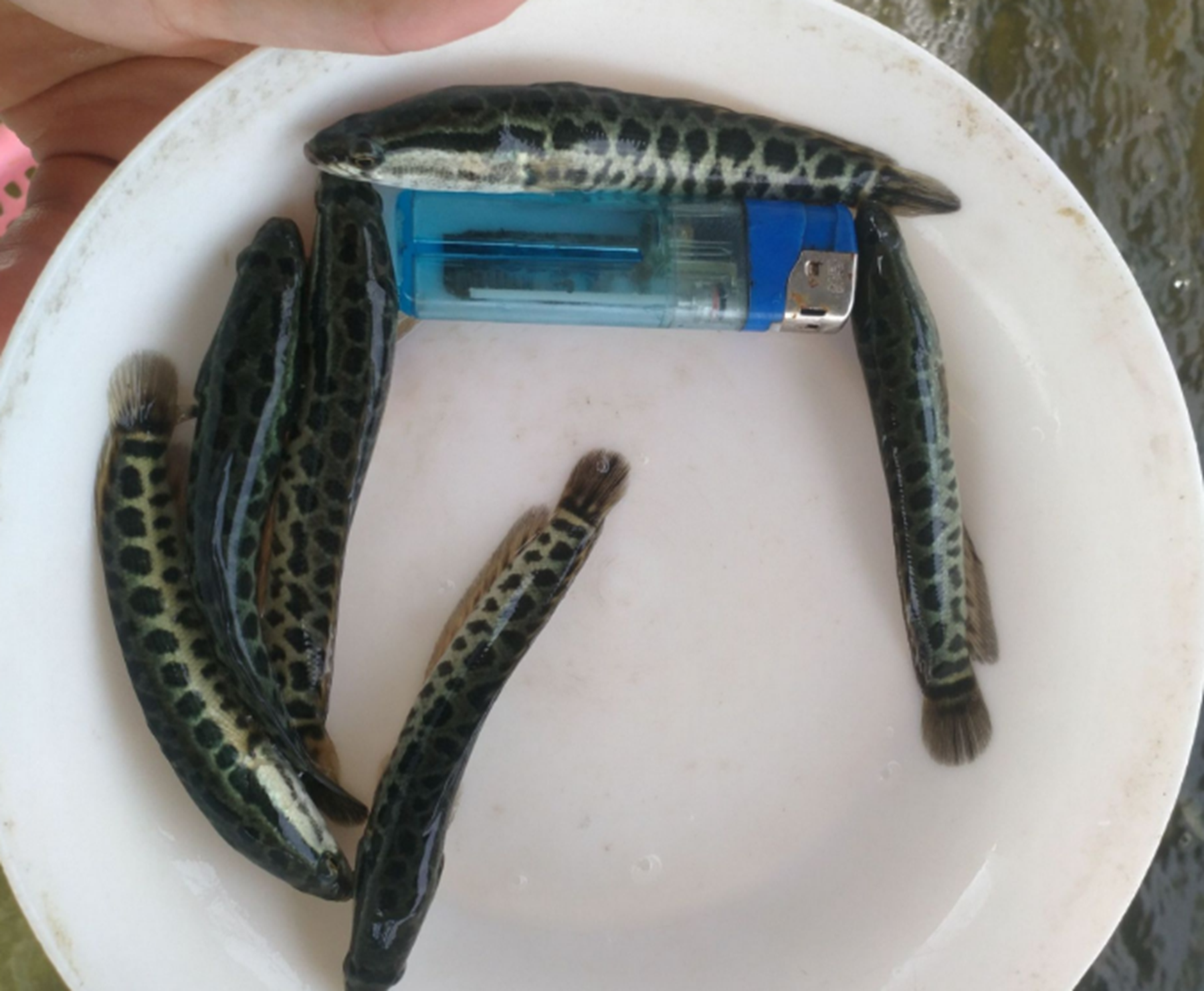 黑鱼护崽持续多久?黑鱼的寿命?