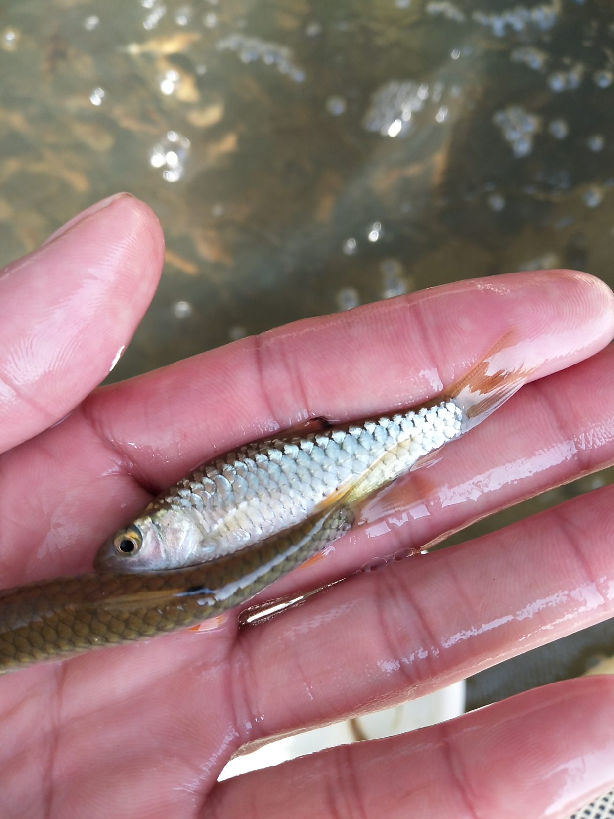 黑脊倒刺鲃苗种培育技术探究