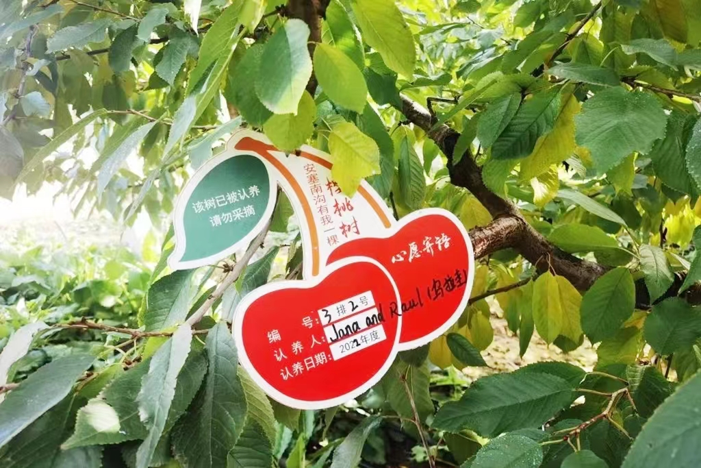 网络认养果树手机助力"延安味道"飞出黄土高原