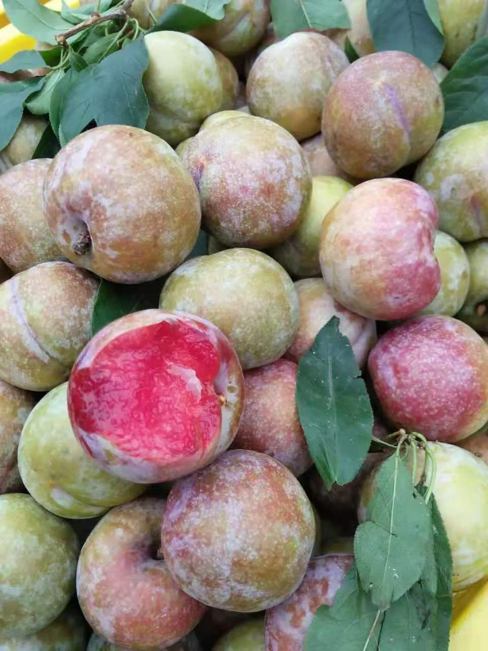 恐龙蛋李子苗.早熟红肉李子苗