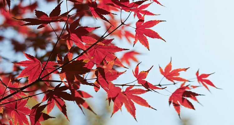 枫叶的形状像什么