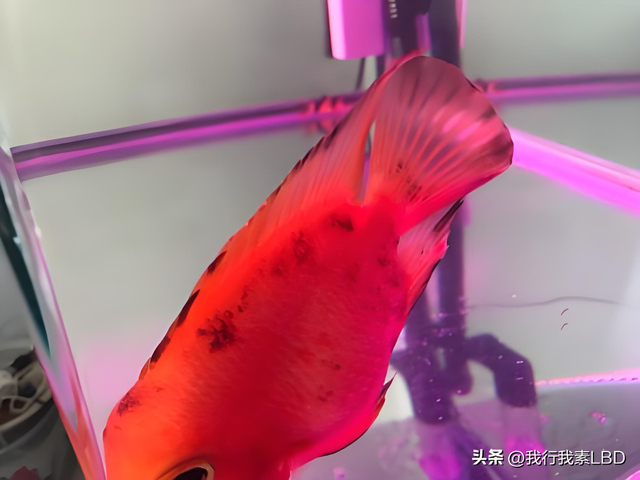 身上有黑线,黑斑怎么办?