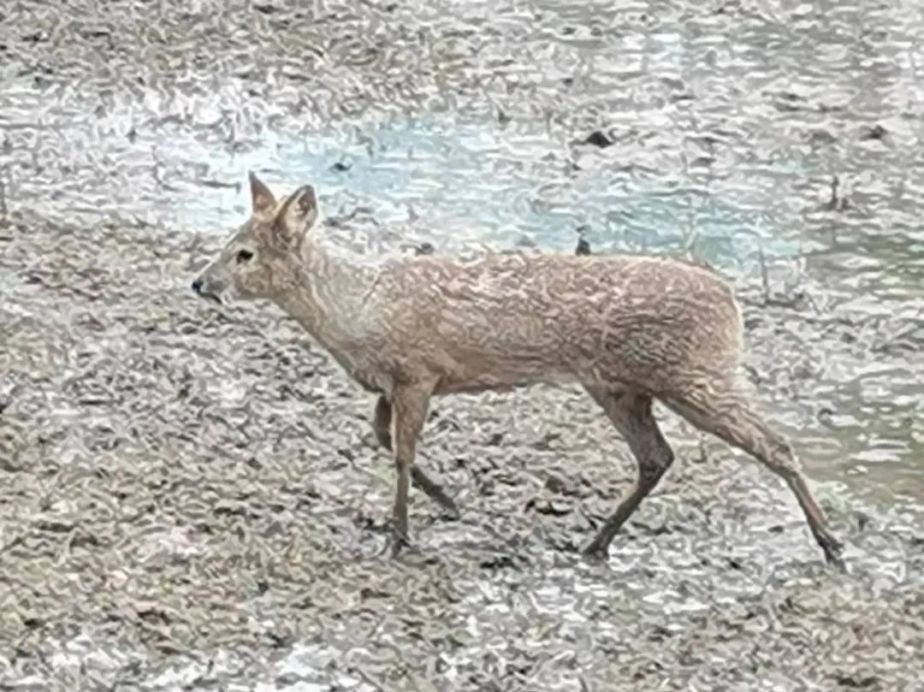 野生动物獐子的叫声图片