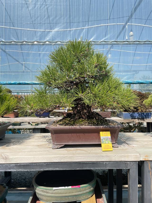 三河黑松盆景的养护与管理