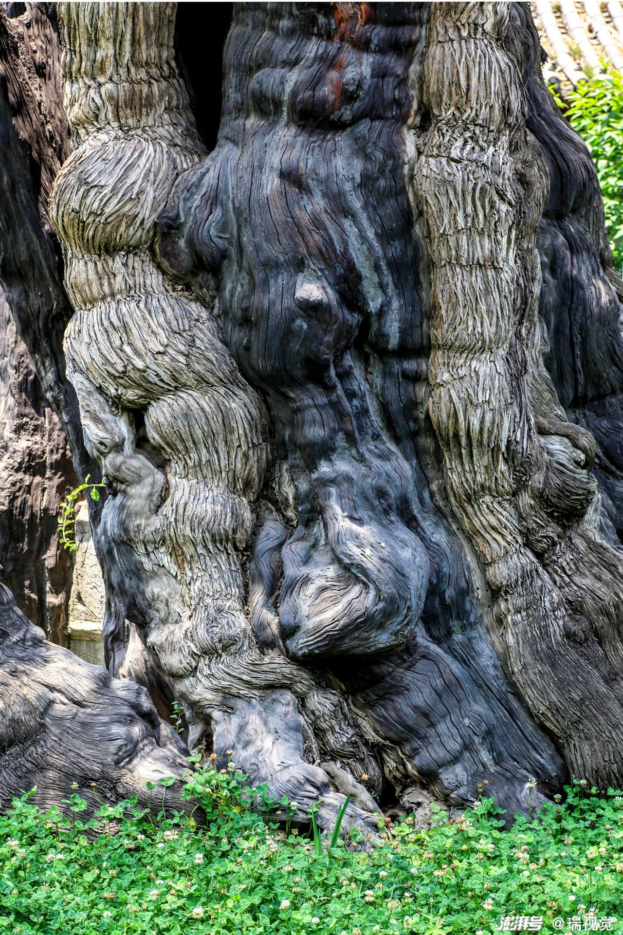河南最古老的两株柏树5000岁,刘秀封其将军柏,谁大谁小错了40年