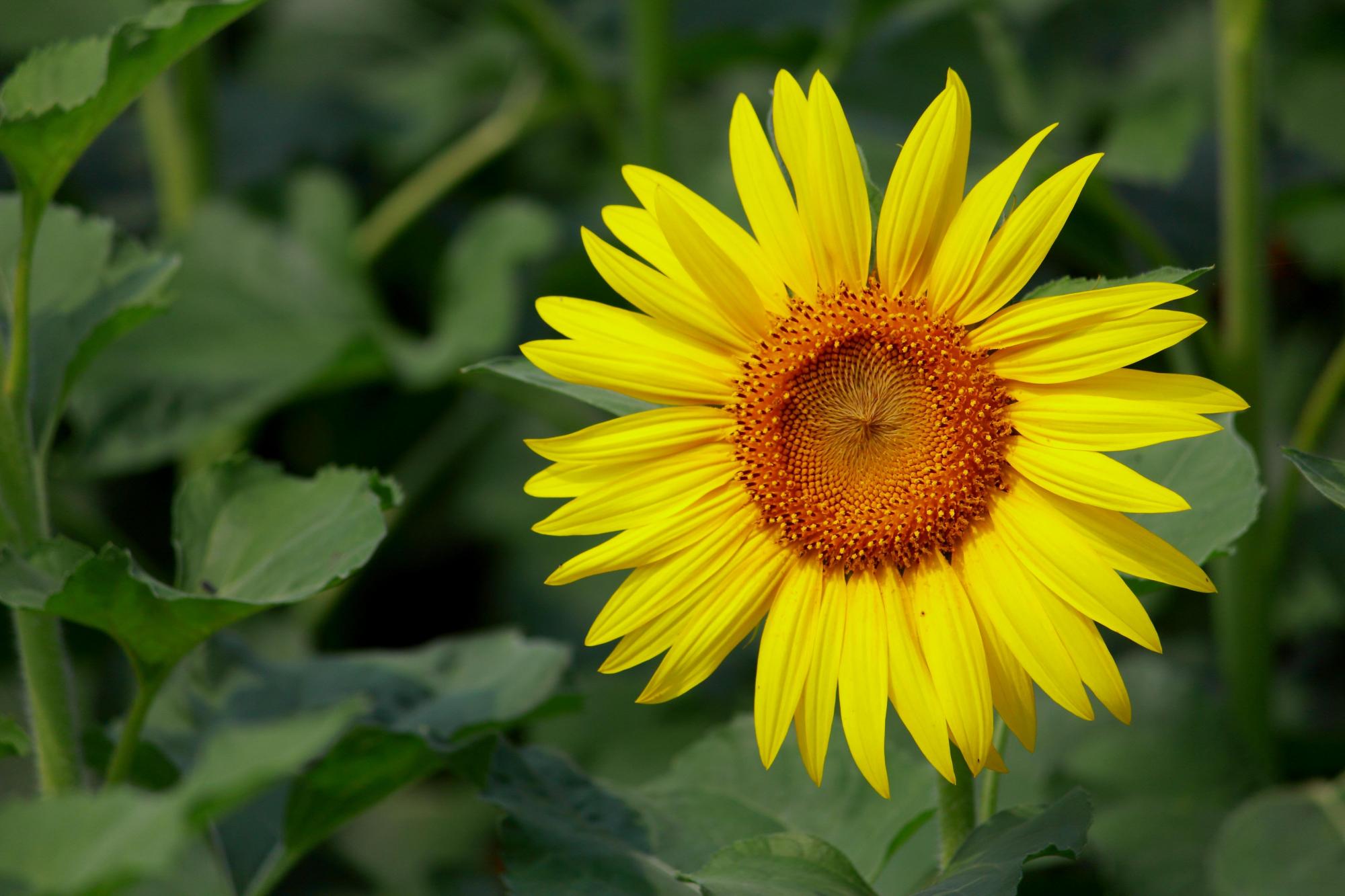 养花还能看性格,养不同品种的花,性格不同,看看符合你吗?