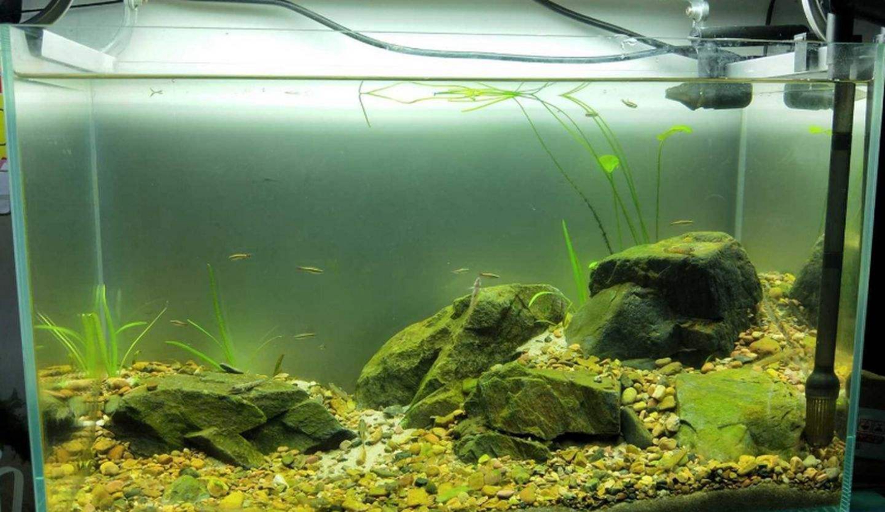 原生缸石头爆藻技巧有哪些?原生缸适合养什么鱼?