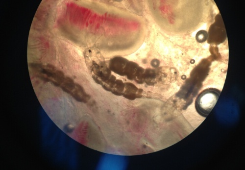 市水产站发布《中华蚤病防控技术要点》