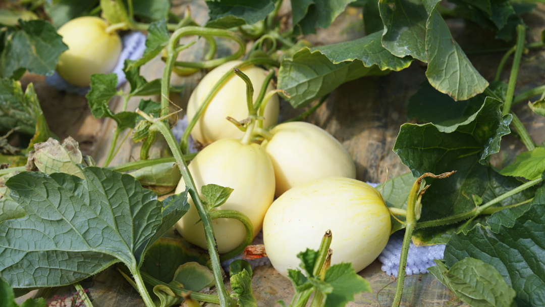 西北首批白脆瓜顺利出口新加坡,顺丰助力秦安脆瓜香飘海外