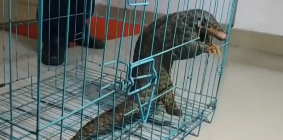 乐昌市民开车路遇一只"牢底坐穿兽",他做的第一件事是