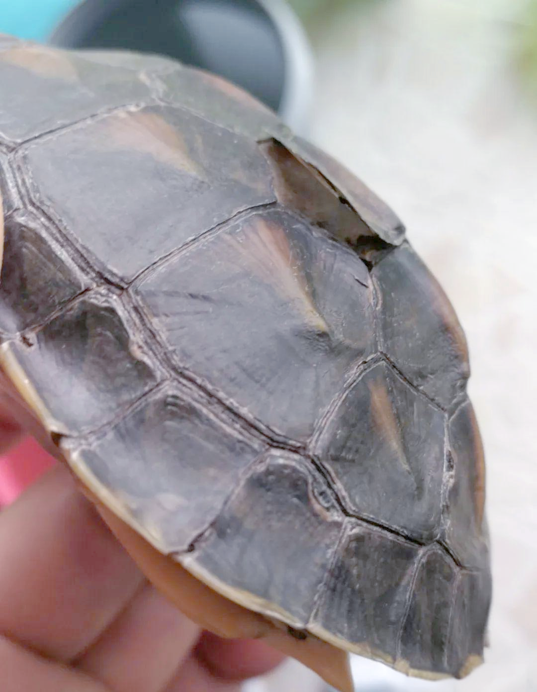 乌龟蜕壳与腐甲:你了解的龟龟健康吗