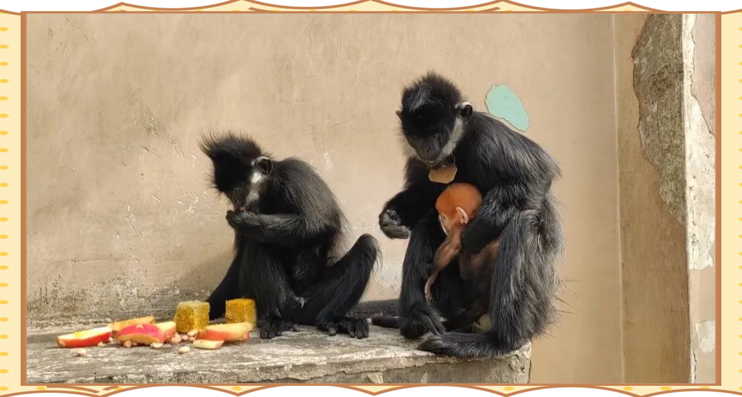 梧州市黑叶猴繁育喜获新成果,多只猴宝宝诞生