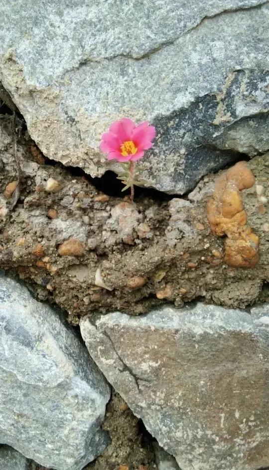 图片分享|夹缝求生,生命之力