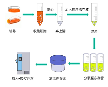 细胞学堂|细胞冻存与复苏的技术原理和操作步骤
