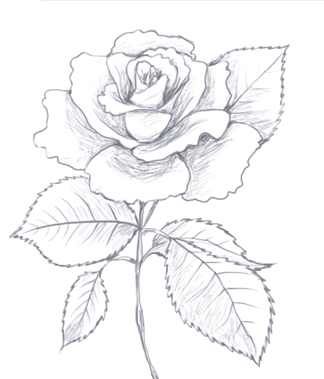 探索玫瑰素描的多样风格:七夕简笔画教程