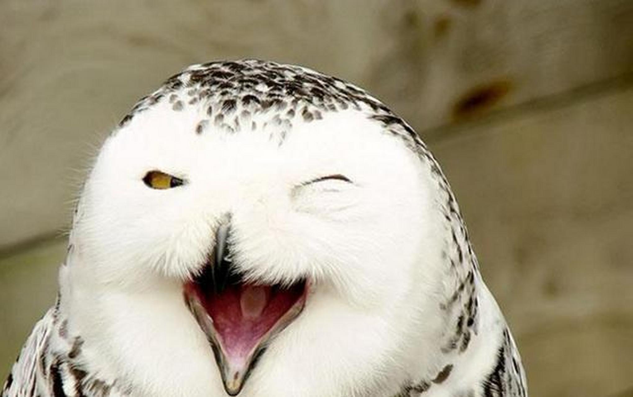 动物微笑的样子,哈哈哈太治愈了.