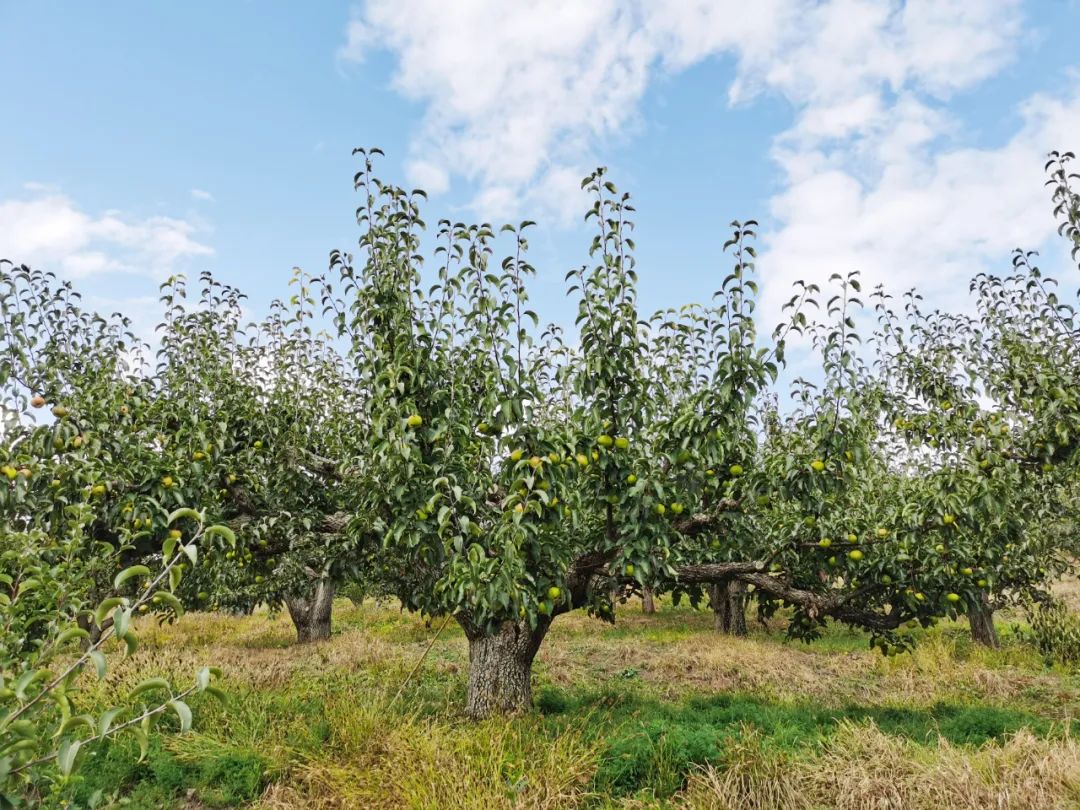 延边龙井苹果梨|诚招代理|一件代发