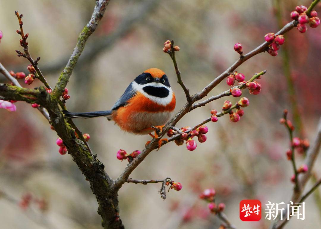 梅花配什么鸟图片图片