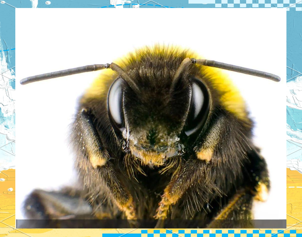 昆虫触角的多样性与功能解析