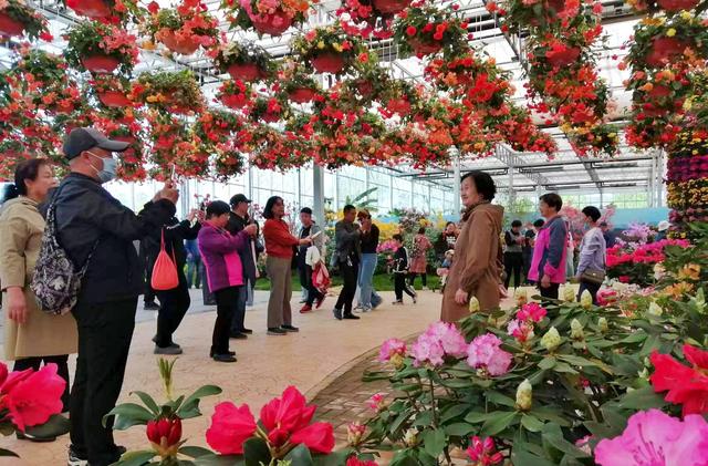 组图|第五届中国(日照)杜鹃花节开园
