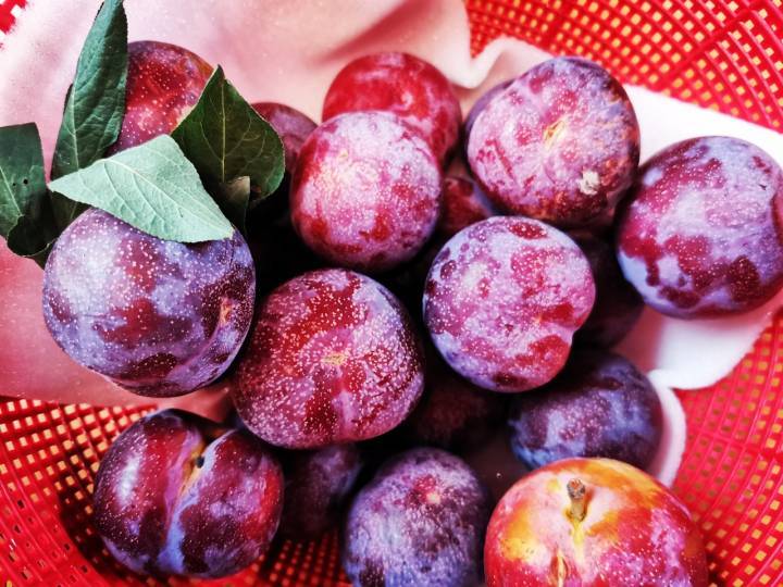 檇李,千年名果"李中之最"