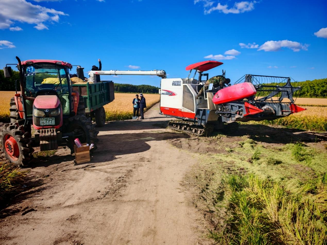 东北农业大学秸秆还田下养分精准管理技术实现稻田培肥和高产高效的