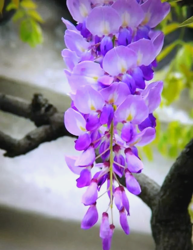 多种紫色花朵,家居养殖提升气质与空气质量