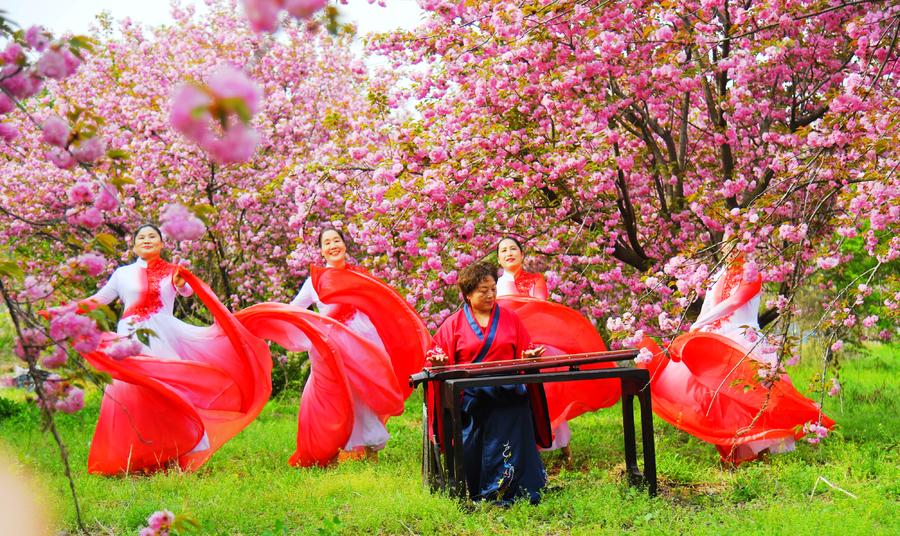 潍坊诸城:紫藤花艳引客来