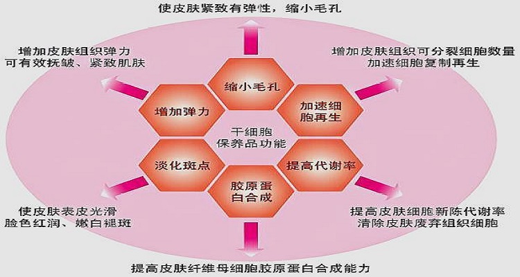 干细胞的作用和功效美容