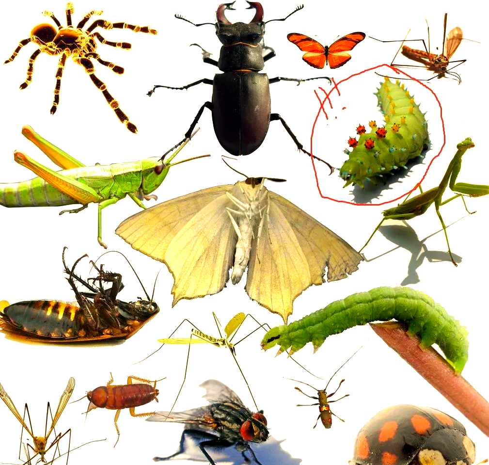 如何区分益虫与害虫?掌握这些技巧,轻松驱除害虫!