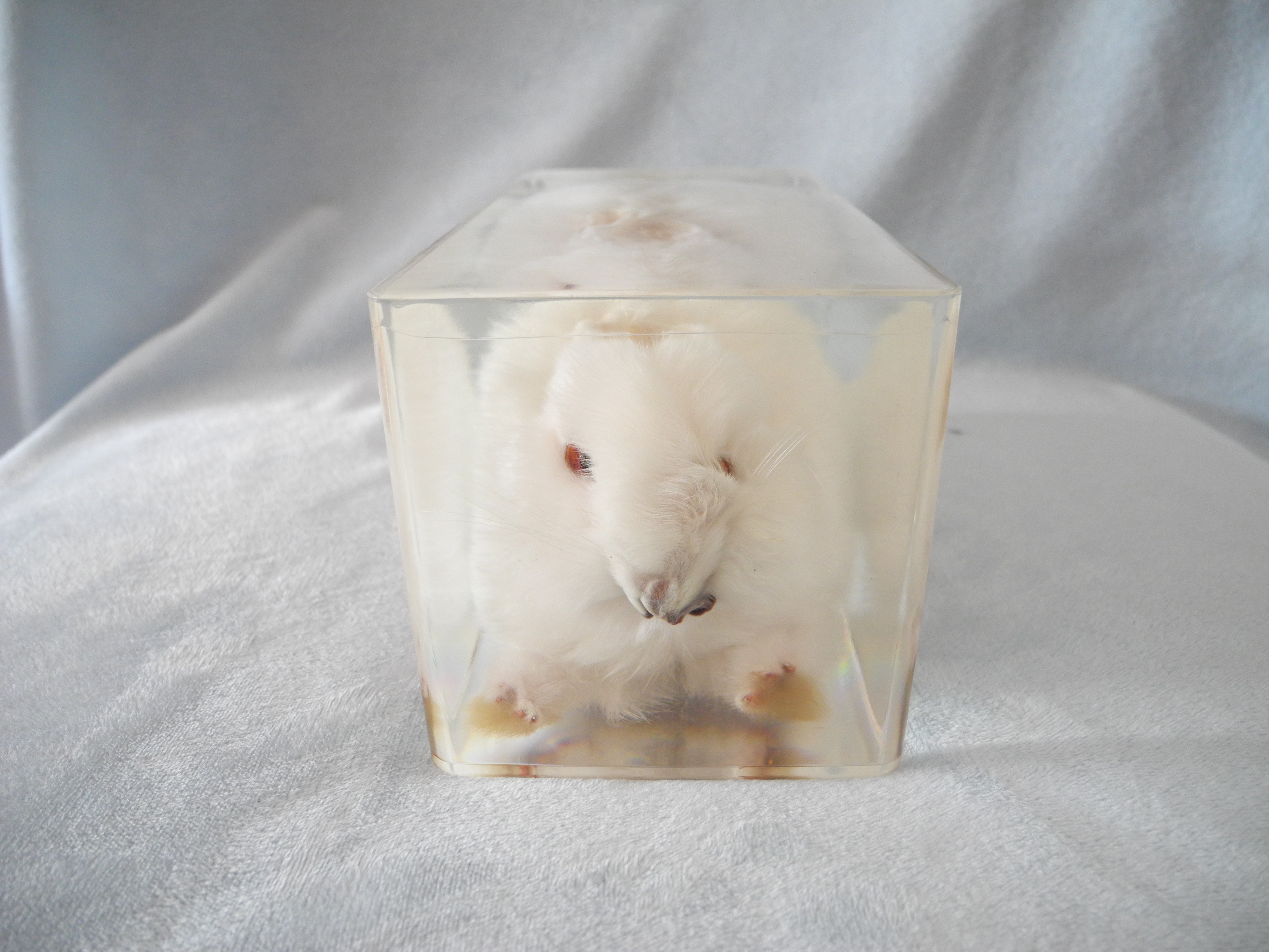 制作兔子标本的顺序