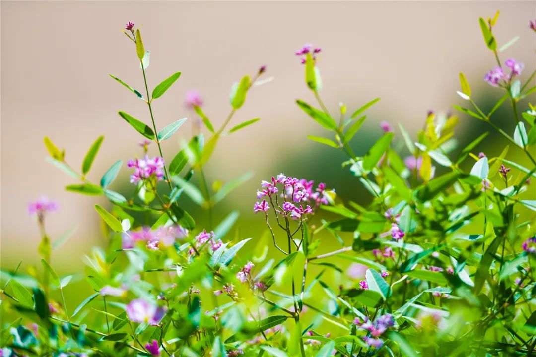 【美景敦煌】6月鸣沙山下罗布麻花盛开