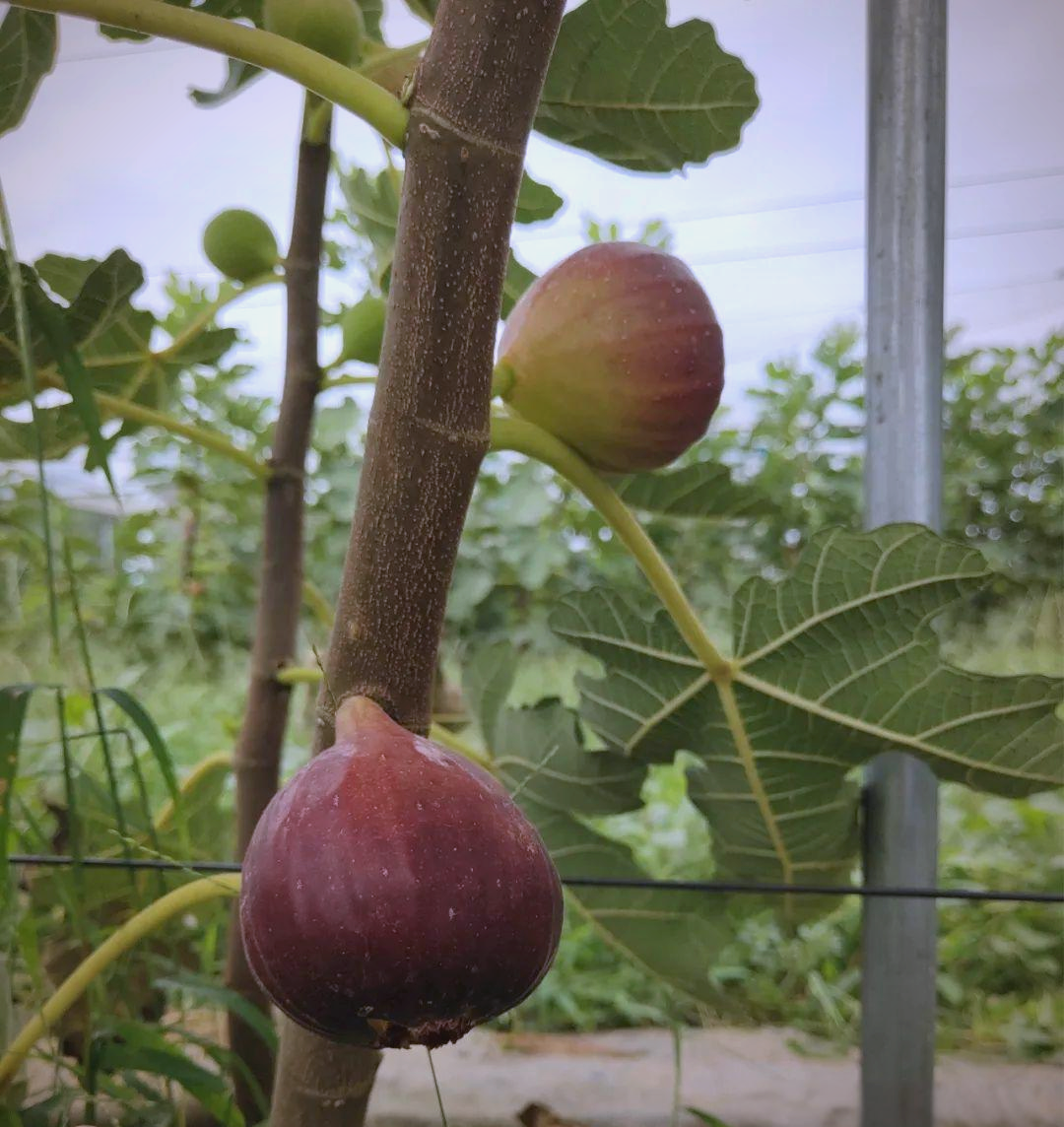 新疆无花果产业发展新路径,岳普湖县领跑喀什