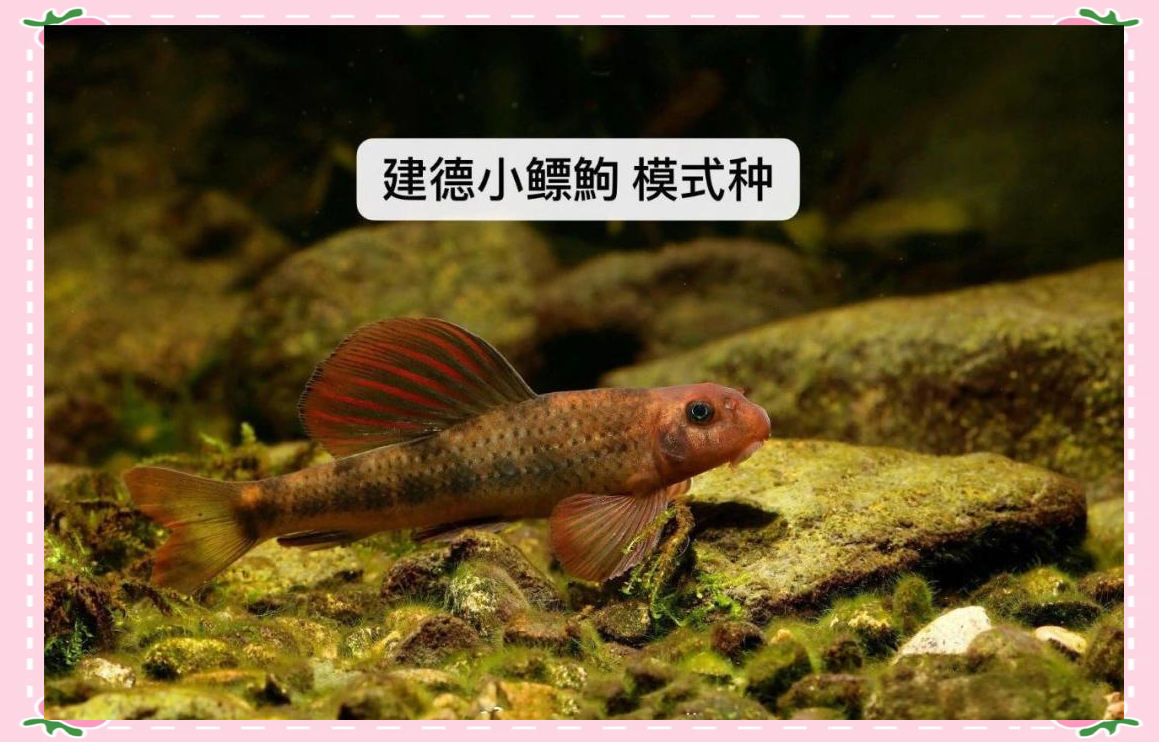 建德小鳔鮈:探秘神秘地域种