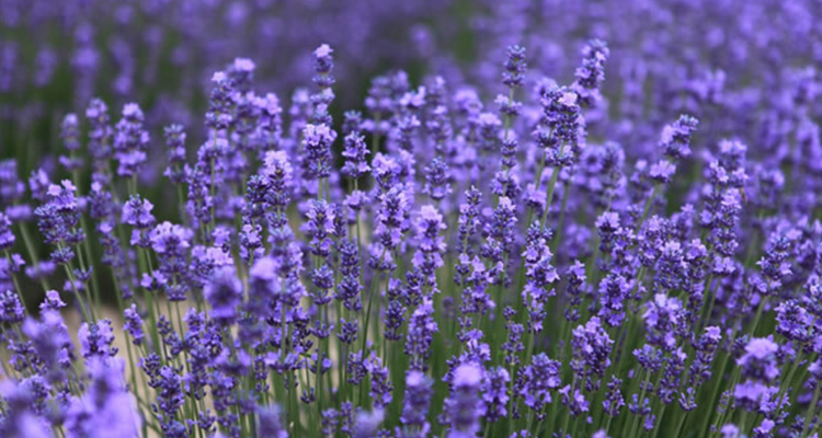 鼠尾草和薰衣草的区别