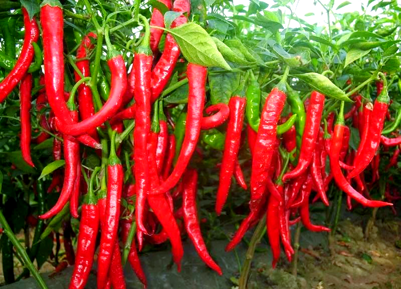 羊角红一号:优质高产的辣椒品种资源